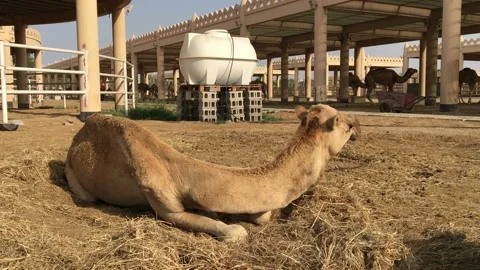 A camel on the farm. Stock-Footage 87968915