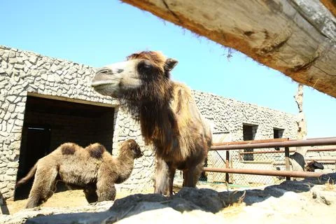 Camel on the farm, looking at the camera, funny came . Camel on a farm in the Stock Photos