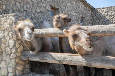 Camel on the farm, looking at the camera, funny came . Camel on a farm in the Stock Photos