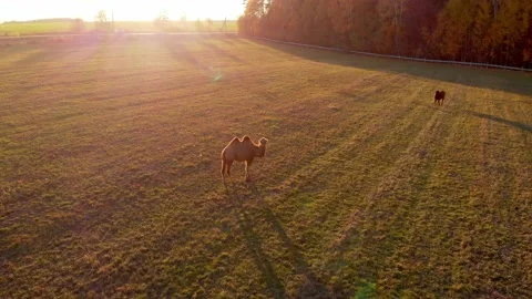 A camel on a farm in the rays of the setting sun in Russia Stock Footage 167684491