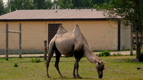Camel on a farm in summer. Selective focus. Stock Footage 317374913