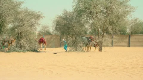 Camel feeding enclosure. High quality 4k footage Stock Footage 304968454