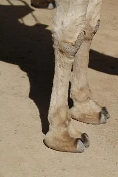 Camel feet Stock Photos