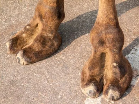 Camel Feet Foto stock