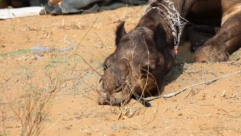 Camel at the festival in Pushkar Stock Footage 118355161