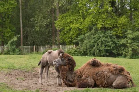 Camel with foal Stock Photos