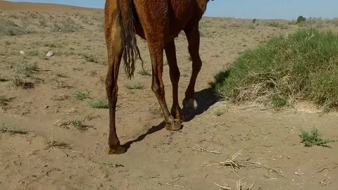 Camel following another camel passing through bushes, stock footage. Stock Footage 304816858