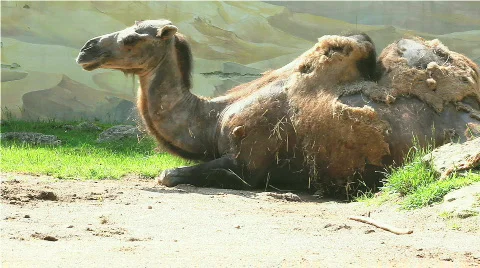 Camel Stock Footage 493236