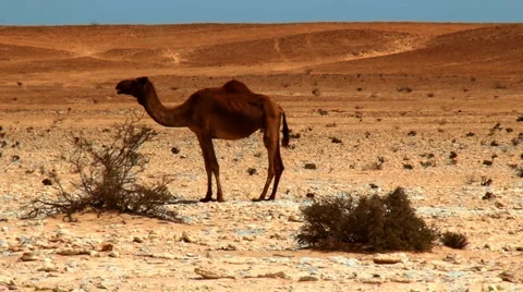 Camel Stock Footage 1290217
