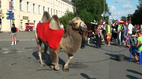 A camel. Video stock 8003406