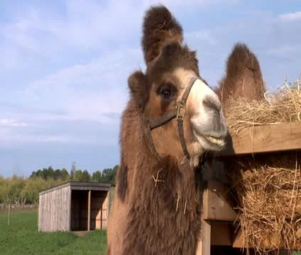 Camel Vidéo 12272406