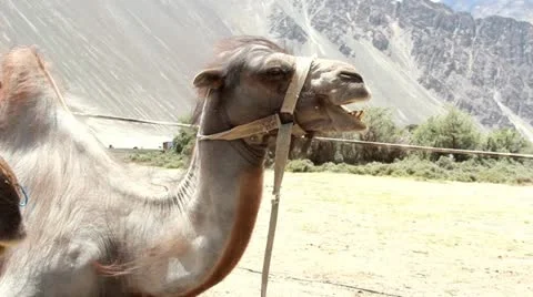 Camel Video stock 20999486