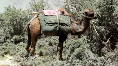 Camel Video stock 21236782