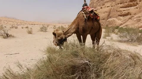 Camel Video stock 21242352