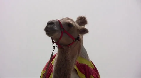 Camel Video stock 27943644