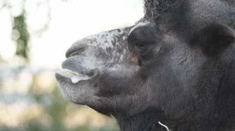 Camel Vídeo Stock 30548993