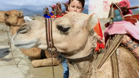 Camel Stock Footage 31980268
