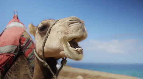 Camel Stock Footage 33577567