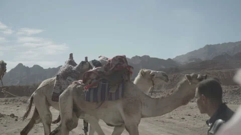 Camel Stock Footage 86332930