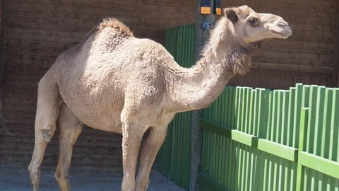 Camel Stock Footage 93112192