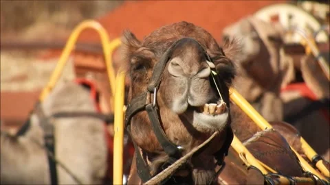 Camel Stock Footage 150713411