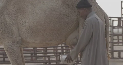 Camel Stock Footage 167559472