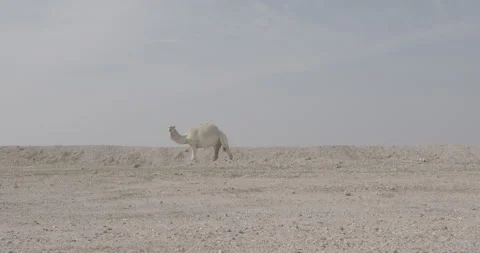 Camel Stock Footage 167561500