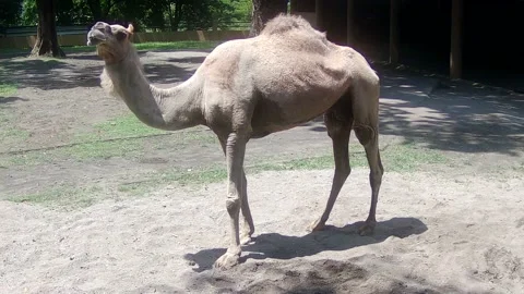 Camel Stock Footage 168082827