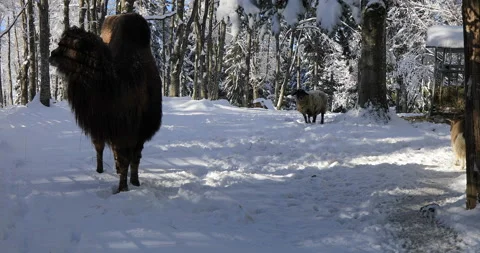 Camel Stock Footage 168251892