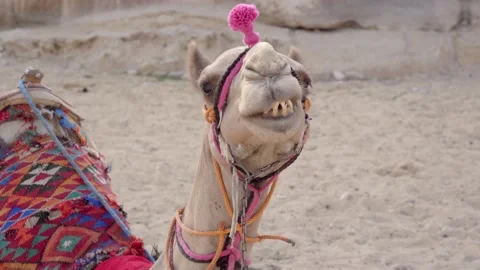Camel Vídeos de archivo 171764265