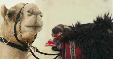 Camel 스톡 동영상 186466593