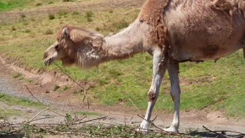 Camel Stock Footage 197587705
