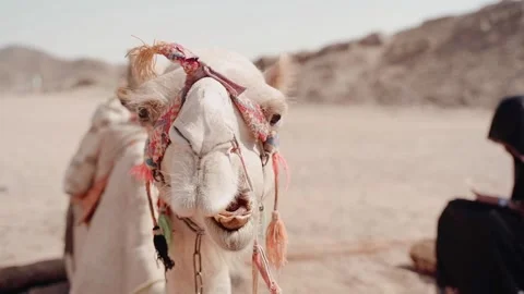 Camel Video stock 243433878