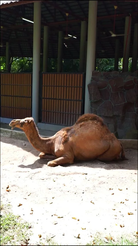  camel  Stock Footage 317998747