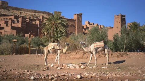 Camel in front of Ait Ben Haddou, Morocco, Africa Video stock 176773368