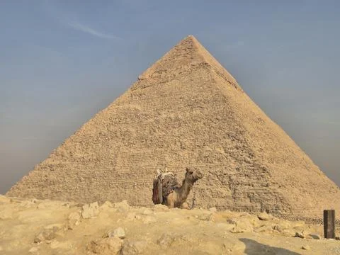 Camel in front of ancient desert pyramid Photos