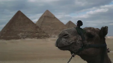 Camel in front of Giza Pyramids Stock Footage 49314060