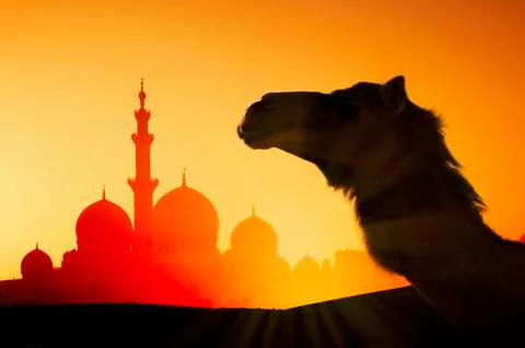 Camel in front of Sheikh Zayed Mosque at sunset in Abu Dhabi, United Arab Stock Photos