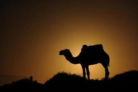 Camel in front of sunset Stock Photos
