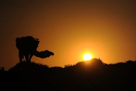 Camel in front of sunset Stock Photos