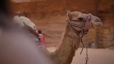 Camel in front of The Treasury at Petra Stock Footage 315856740