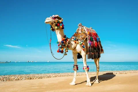 Camel in funny things on the background of the sea. Funny face with glasses a Stock Photos