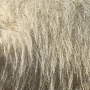 Camel fur Stock Photos