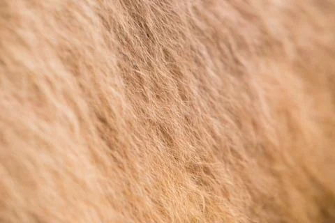 Camel fur Stock Photos