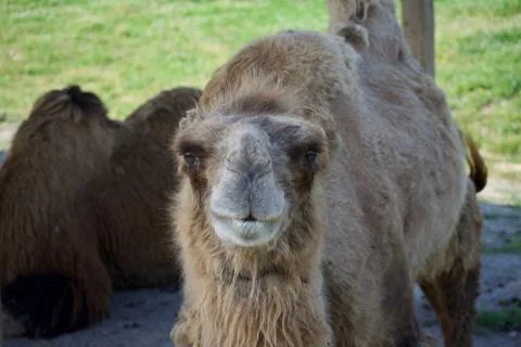 Camel gazing at the camera Foto stock