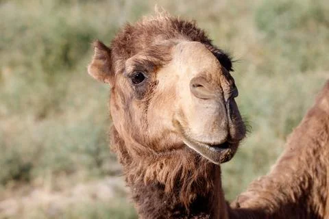 Camel with gentle expression stands in natural setting Stock Photos