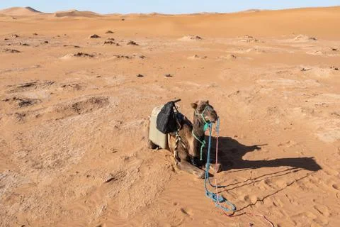 Camel getting rest on the sand Stock Photos