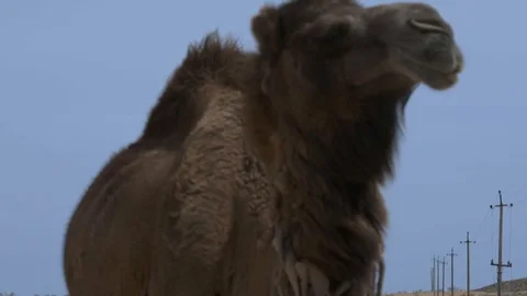 Camel goes on camera, close-up, blue sky Stock Footage 124603360