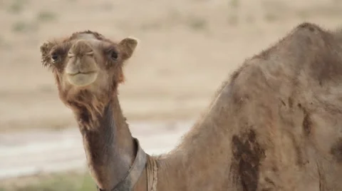 The camel goes through the desert Stock Footage 62063756