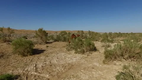 A camel gracefully moving through green bushes in a vast, stock footage. Stock Footage 304816834